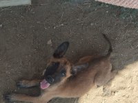 Safkan Belçika Kurdu Yavrular