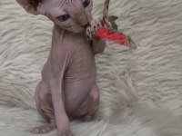 Kediler Naked Beauty Sphynx Cattery