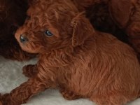 Kore kanı toy poodle bebekler