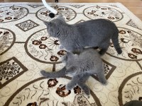 3 aylık erkek ve dişi oyuncu british yavrular