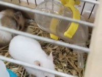 Yavru hamsterlar