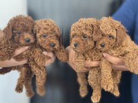 Irk Sağlık Ve Kilo Garantili Kore Poodle