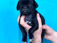 DİŞİ ERKEK PUG YAVRULARI YER DENİZLİ
