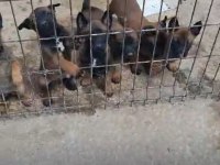 Belçika kurdu 1,5 aylık
