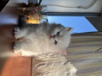British longhair yavrularımız 50 günlük