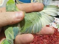 Forpus papağanı yavrularımız