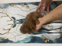 Kaliteli toy poodle bebekler
