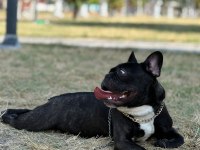 1 yaşında oyuncu french bulldog