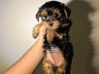 Bebek Yorkie Yavruları