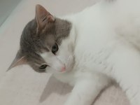 Ücretsiz kedi sahiplendirme