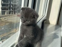 Scottish fold yavrularımız