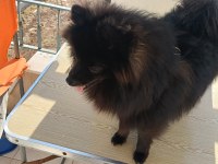 POMERANİAN 8 AYLIK AŞILARI YAPILDI ERKEK