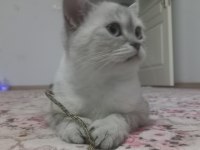 1.5 Yaşında British Shorthair