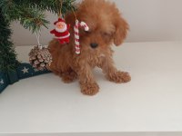 Toy poodle yavrular yeni yuvalarını bekliyor