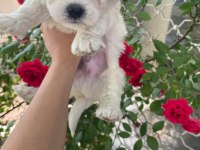 O numara maltese terrier bebekler