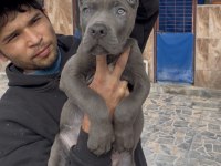 Cane corsa dev yavrular alan koruma 