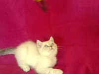 Tatlı bir erkek british shorthair bebiş