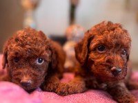 Toy Poodle 2 Aylık Erkek