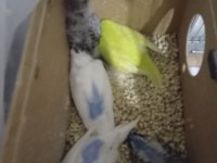 Yeni Yem Yemeye Başlayacak Muhabbet Kuşlar