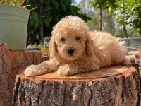 Kg garantili karma aşıları yapılmış poodle yavrularımız