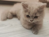 British Longhair Kedisi