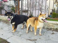 Türkiyede Tek Shiba İnu Yavrular