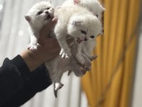 Scottish Fold Yavrularımız