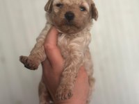 Garantili Toy Poodle Bebekler