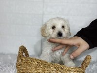 2.5 aylık dişi Maltipoo