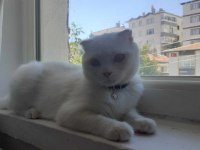 Acil uyguna kar beyazı pamuk scottish fold