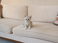 British Longhair Pamukçuk Sahiplendirilecektir