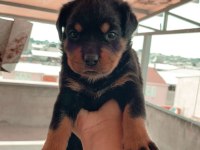 BURSA YAVRU ROTTWEİLER KÖPEKLERİMİZ