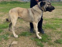 Sağlıklı ve temiz köpektir alan kişi memnun kalacaktır