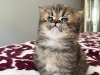 YUVARLAK SURAT TOP KAFA NY25 ASLAN KRAL KEDİMİZ