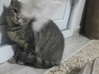 Çok akıllı dişi kedimiz