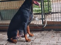 A+ Plus Doberman Yavrularımız