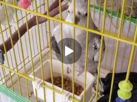 4 aylık wifi sultan papağanı kafesiyle birlikte erkek