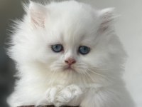 BRİTİSH LONGHAİR DİŞİ YAVRU