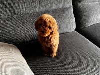 Safkan toy poodle yavrumuz 2.5 aylık