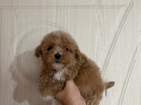 Minik Poodle Prensler
