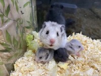 BABY FİSH AQUARİUM sağlıklı hamster ve yavrular