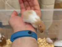 Yavru Golden Hamster