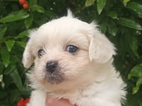 İki aylık terrier minikler