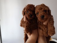 Safkan Red Brown Toy Poodle Yavrular Üst Kalite