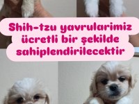 Shih tzu 2 aylık şitsu yavrularımız sahiplendirilecektir