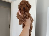 TOY POODLE KÖPEĞİ
