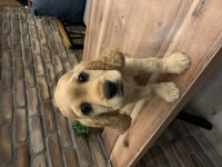 A+ KALİTE AMERİCAN COCKER