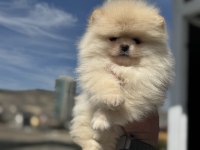 Petmode köpek çiftliğinden teddy pomeranian