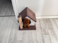 Erkek 5 aylık toy poodle
