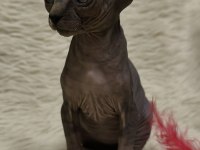 Naked Beauty Sphynx Cattery